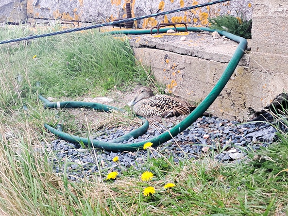 Kuvassa kasvillisuutta ja betonisia rakenteita ja voikukkia. Keskellä hyvin maastoutunut haahka,