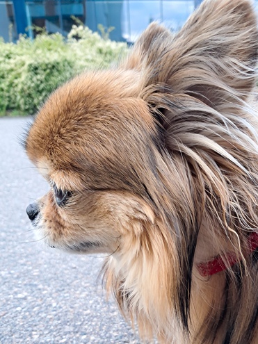 Kuvassa Chihuahuan pitkäkarvaisen muodon kasvojen sivuprofiili