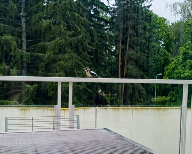 Puisto, kaiteella tikka