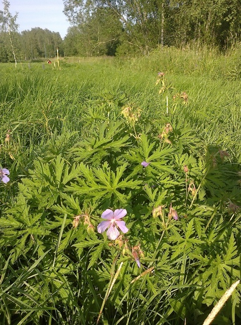 Oletettavasti metsäkurjenpolvi